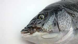 魚の瞳
